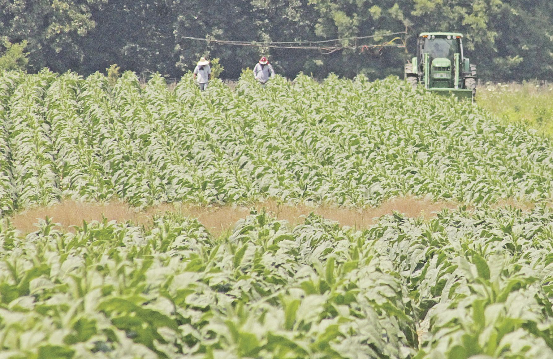Tobacco work